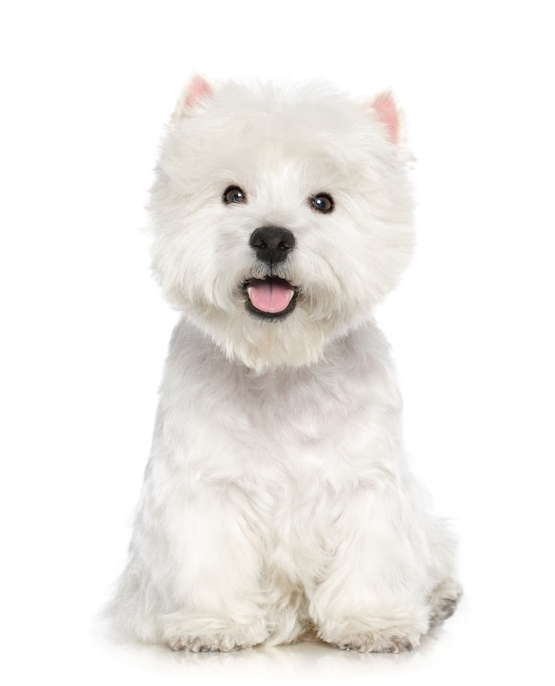 West Highland Terrier