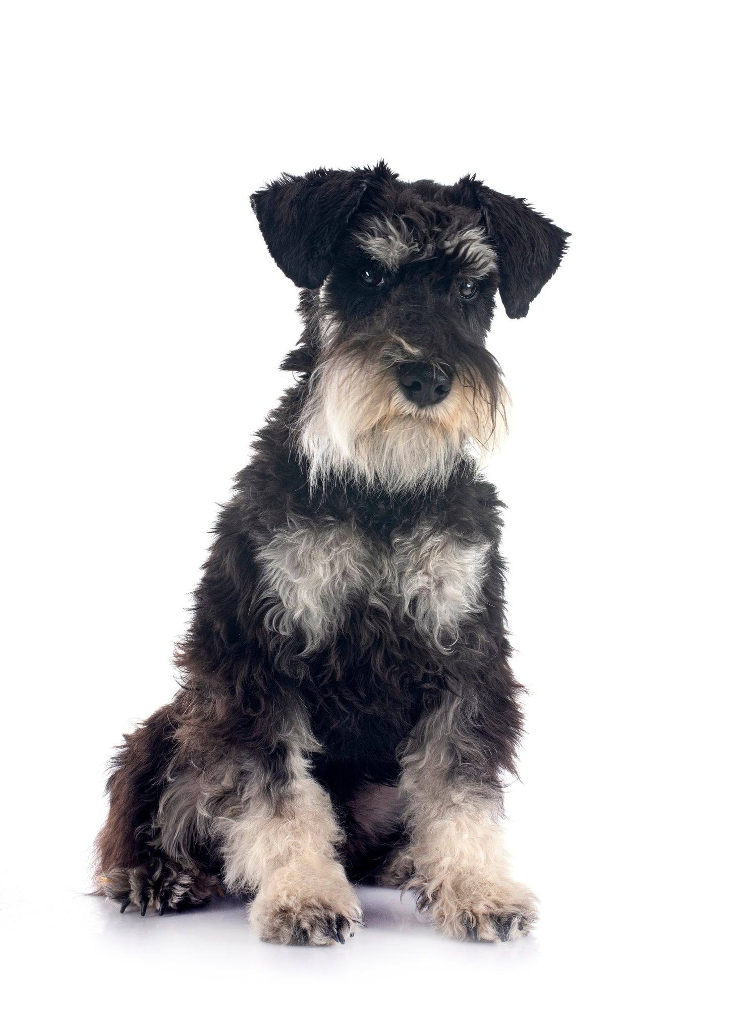 Miniature Schnauzer