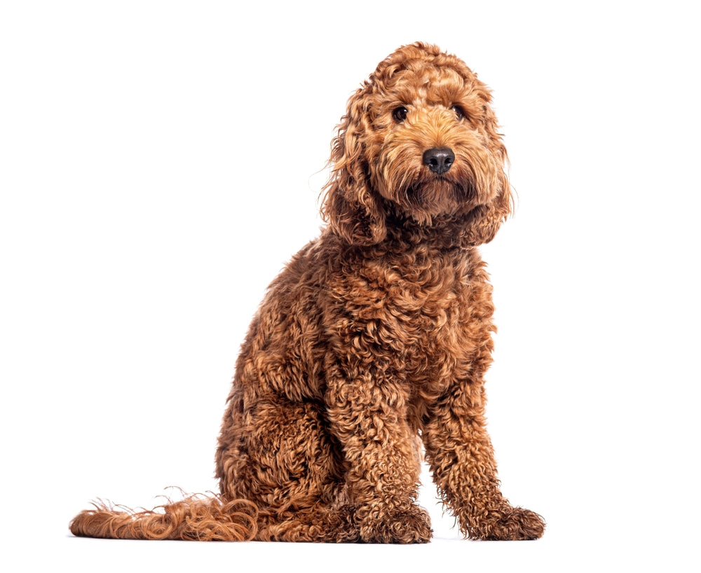 Cockapoo