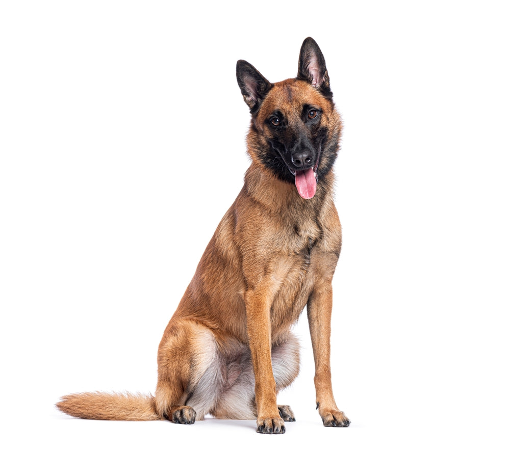 Belgian Malinois