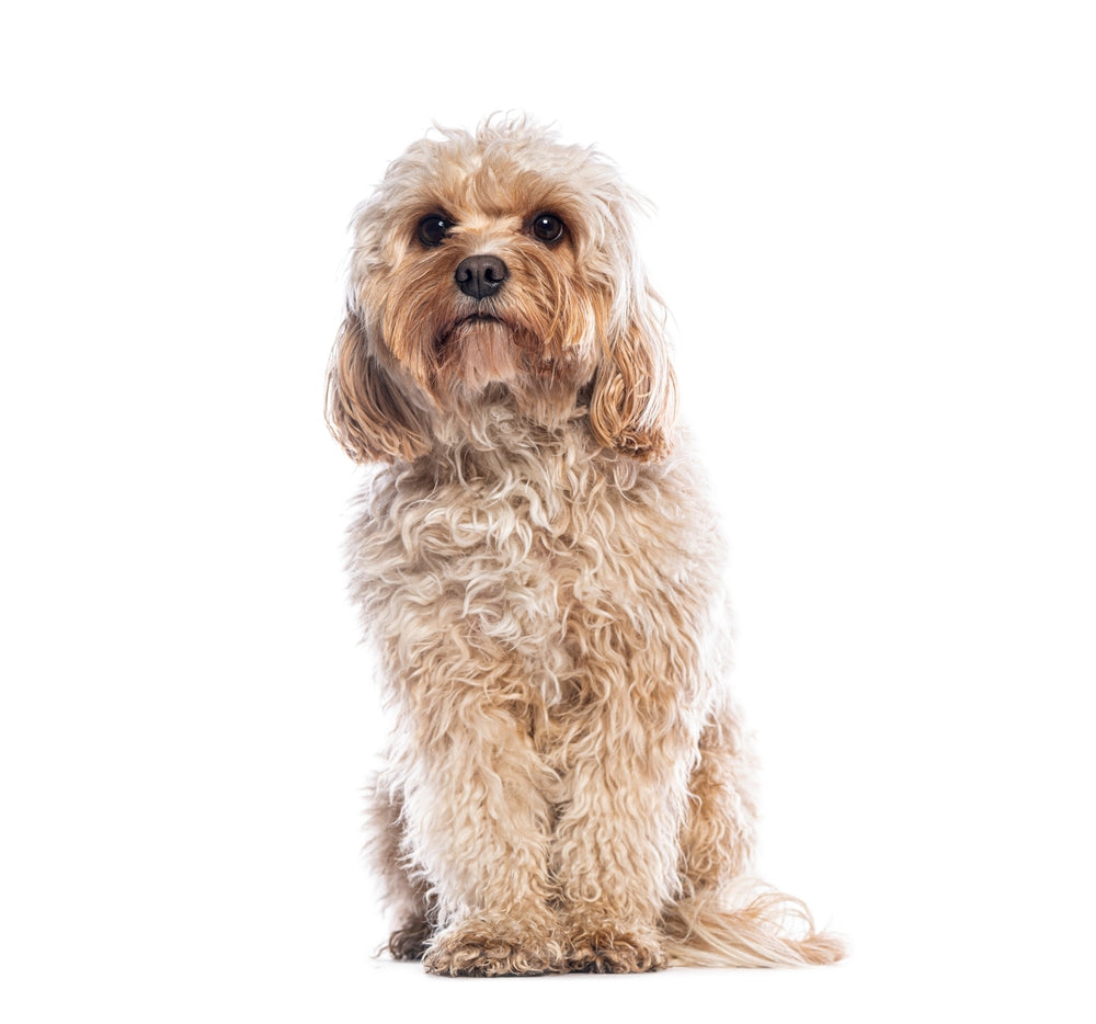 Cavapoo/Cavoodle