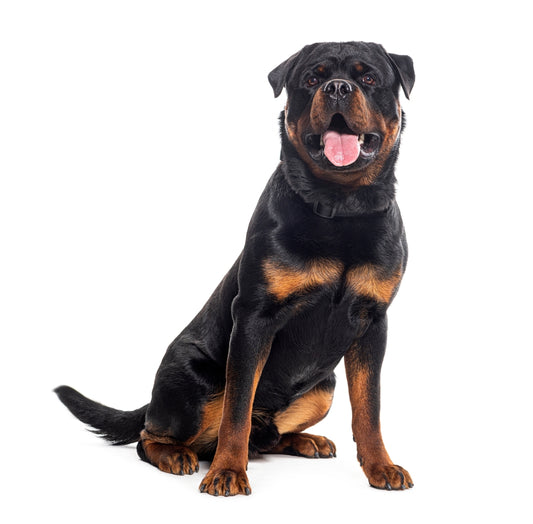 Rottweiler