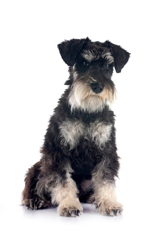 Miniature Schnauzer