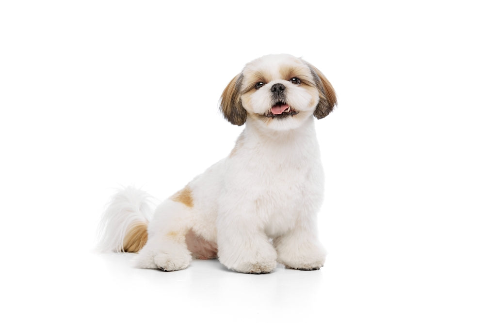 Shih Tzu