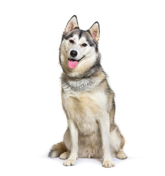 Siberian Husky