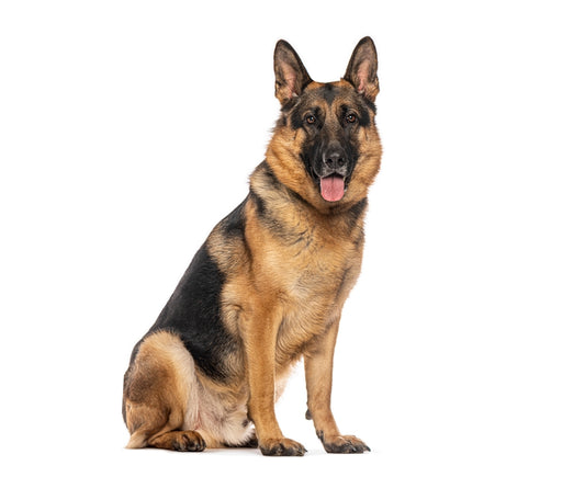German Shepherd Dog