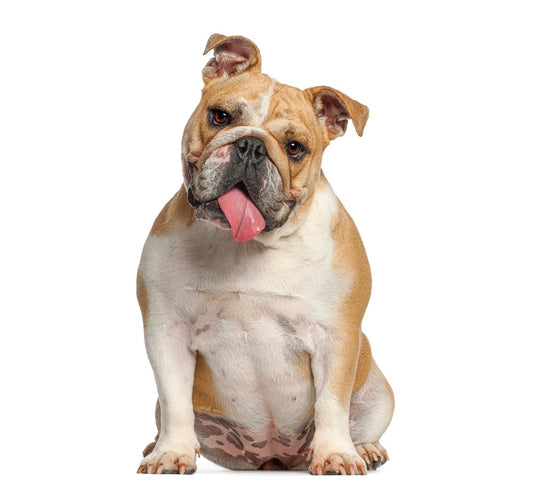 English Bulldog