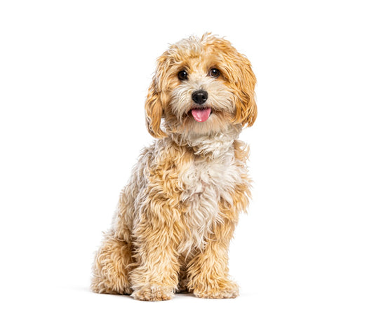 Maltipoo